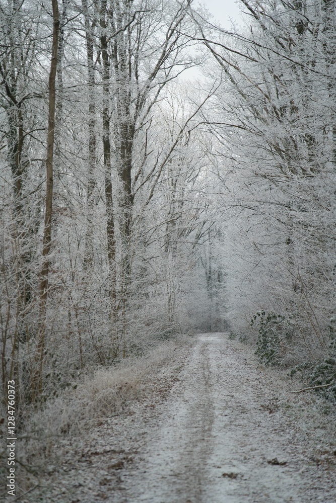 Vegetation under snow, frost and frost. Winter idyll in the nature of forests and fields. Farmland and forest in winter and early spring. Hibernation and climate change, landscape in Europe and German Vegetation under snow, frost and frost. Winter idyll in the nature of forests and fields. Farmland and forest in winter and early spring. Hibernation and climate change, landscape in Europe and German