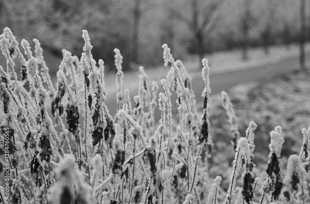 Fototapeta premium Vegetation under snow, frost and frost. Winter idyll in nature and fields. Farmland and forest in winter and early spring. Hibernation and climate change