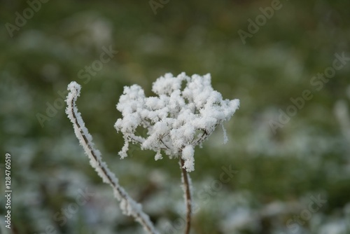 Vegetation under snow, frost and frost. Winter idyll in nature and fields. Farmland and forest in winter and early spring. Hibernation and climate change photo