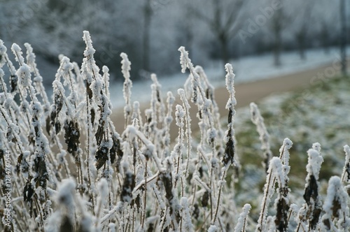 Vegetation under snow, frost and frost. Winter idyll in nature and fields. Farmland and forest in winter and early spring. Hibernation and climate change photo