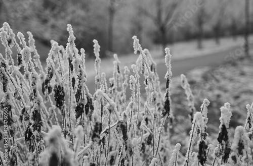 Vegetation under snow, frost and frost. Winter idyll in nature and fields. Farmland and forest in winter and early spring. Hibernation and climate change photo