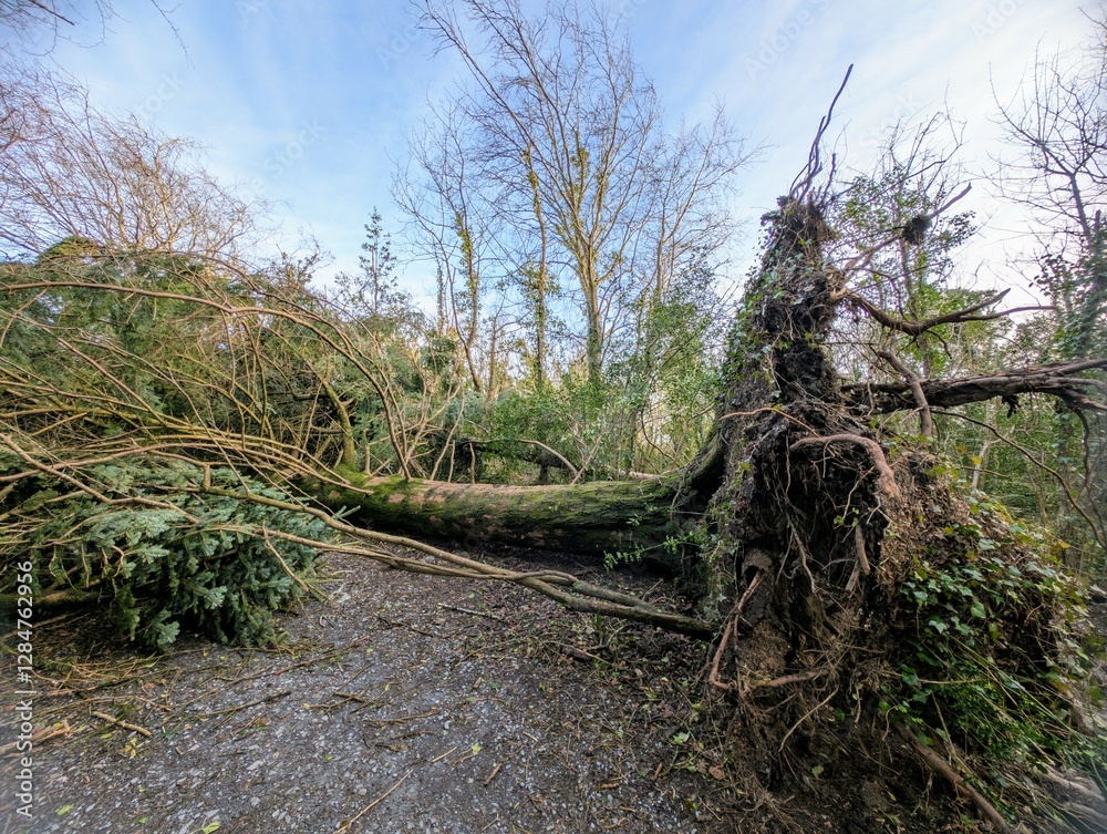 Fallen tree on the path after the storm Eowyn at Merlin woods, Galway, Ireland, destructive power of nature