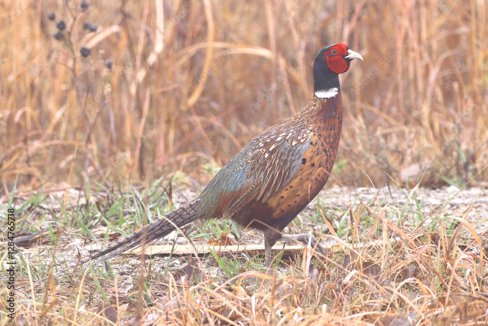 Fototapeta premium common pheasant male