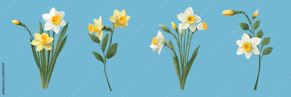 Obraz premium Beautiful tender white and yellow blooming daffodils on blue background floral vector illustration
