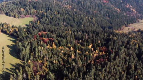 Aerial View of Extensive Pine Forest