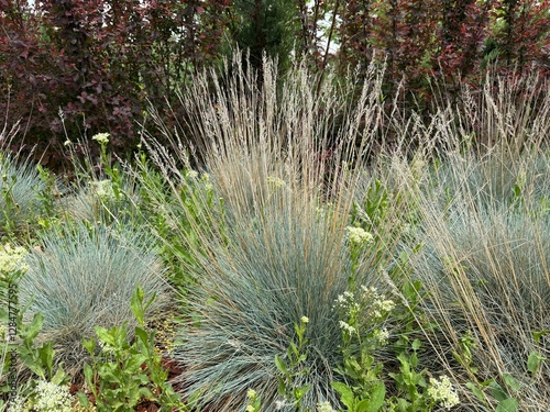 Festuca glauca blue oat grass garden decoration. Blue Fescue spiky leaves. Powder blue grass background. Ornamental grass 'Elijah Blue' - soft festuca ovina, ball fescue. Close-up.

