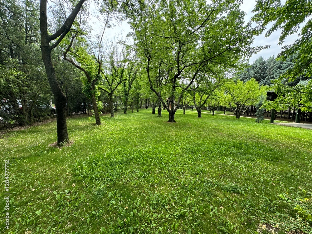 Apple trees in the garden in spring days. Beautiful green city park landscape background with natural green grass and trees. Apple trees in the garden in spring days. Beautiful green city park landscape background with natural green grass and trees.