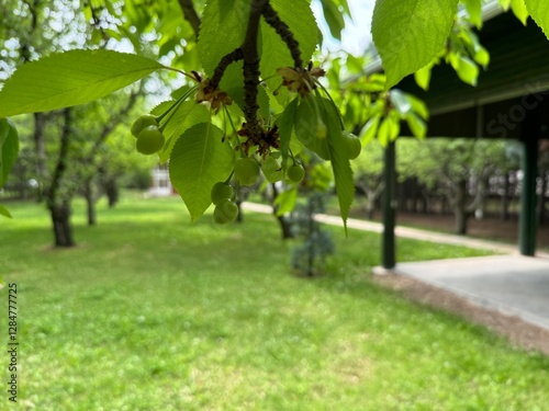 Green, unripe wild cherry fruit, Prunus avium. Close-up. Prunus avium, commonly called wild cherry, sweet cherry or gean is a species of cherry, a flowering plant in the rose family, Rosaceae. photo