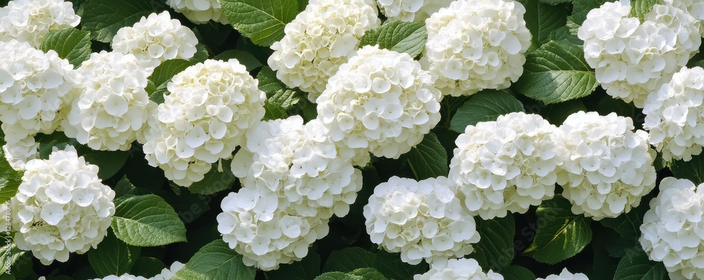 Beautiful white hydrangeas in full bloom against lush green foliage Beautiful white hydrangeas in full bloom against lush green foliage