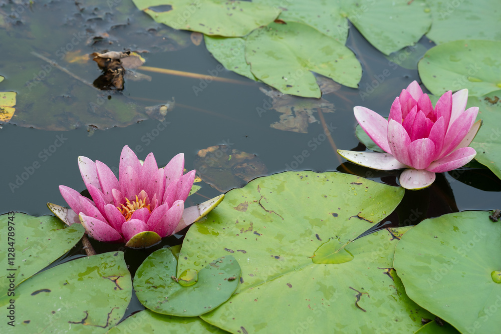 Two pink water lilies nymphaeaceae bloom across a tranquil pond in a shaded garden during a serene summer afternoon Two pink water lilies nymphaeaceae bloom across a tranquil pond in a shaded garden during a serene summer afternoon