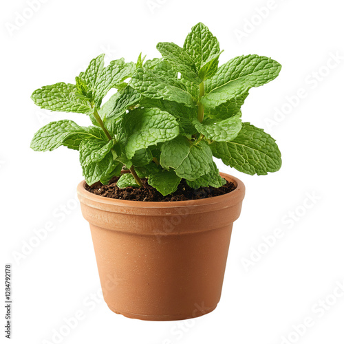 A Small Potted Mint Plant with Fresh Green Leaves Isolated on Transparent Background
