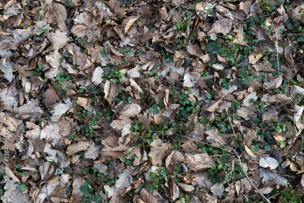 Dry leaves with foliage texture Dry leaves with foliage texture