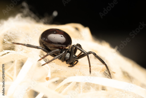 Steatoda paykulliana, la fausse veuve noire, araignée présentant des motifs distinctifs sur son abdomen, une vue détaillée de cette araignée souvent confondue avec la veuve noire.