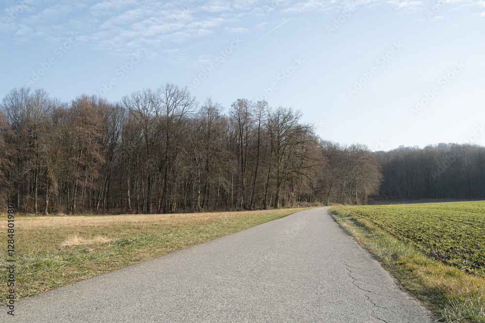 Road in the countryside by the forest tree line low perspective Road in the countryside by the forest tree line low perspective