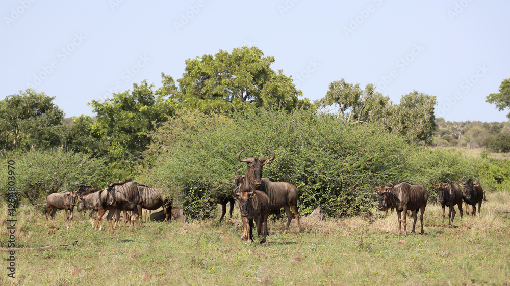 Streifengnu / Blue wildebeest / Connochaetes taurinus. Streifengnu / Blue wildebeest / Connochaetes taurinus.