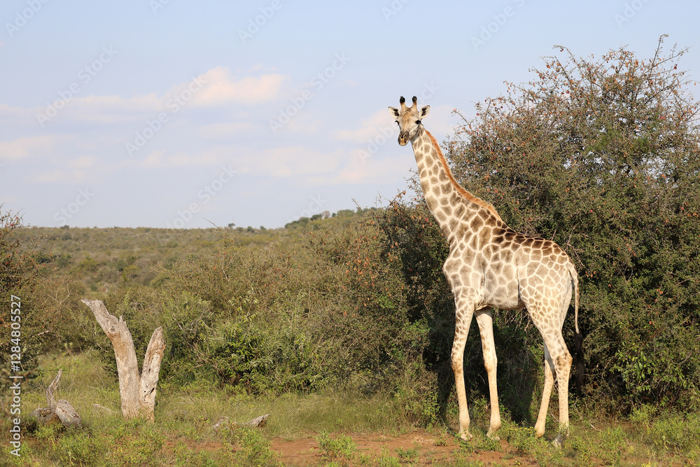 Fototapeta premium Giraffe / Giraffe / Giraffa camelopardalis