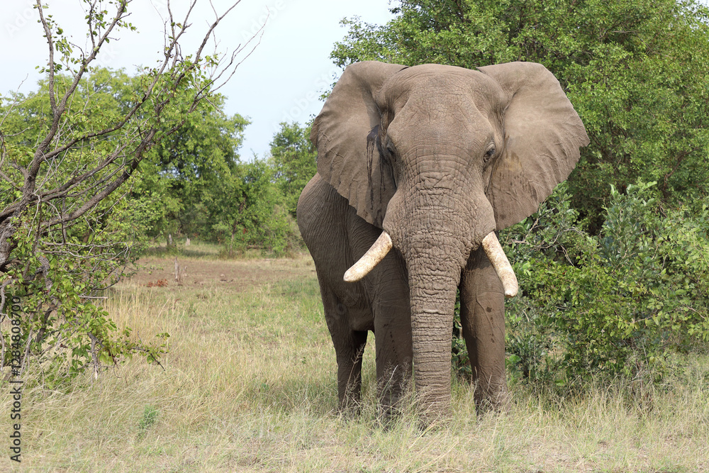 Fototapeta premium Afrikanischer Elefant / African elephant / Loxodonta africana