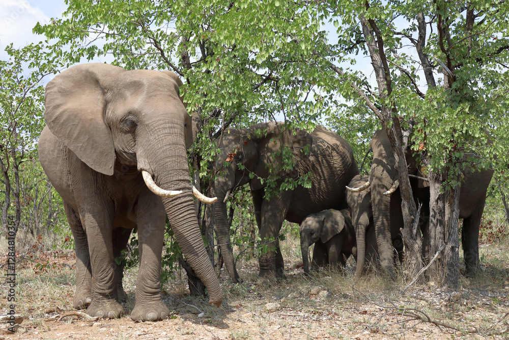 Fototapeta premium Afrikanischer Elefant / African elephant / Loxodonta africana