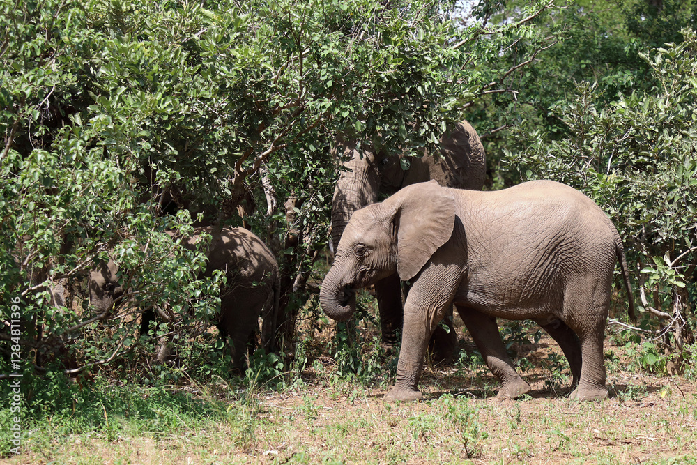 Fototapeta premium Afrikanischer Elefant / African elephant / Loxodonta africana