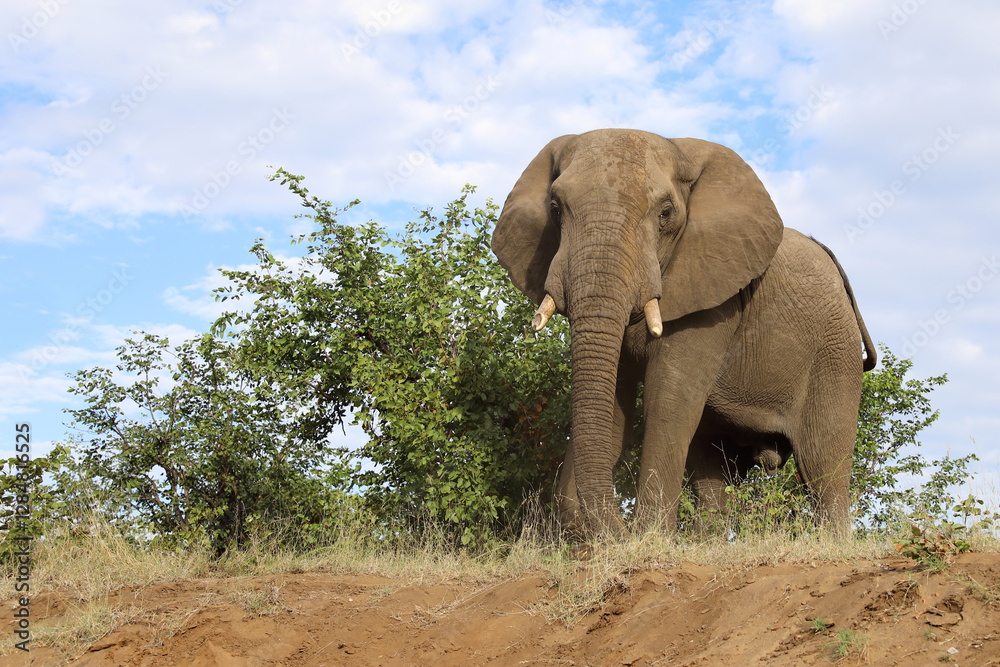 Obraz premium Afrikanischer Elefant / African elephant / Loxodonta africana