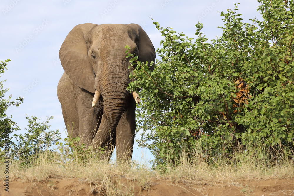 Fototapeta premium Afrikanischer Elefant / African elephant / Loxodonta africana