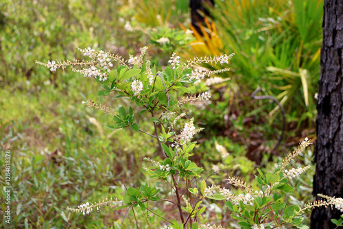 Clethra alnifolia, the coastal sweetpepperbush or summer sweet, growing in Florida forest, USA. photo