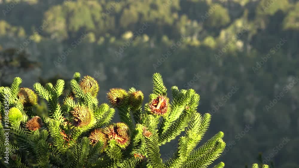 Copa de araucaria con ramas detalladas, coloridas y fondo natural difuminado