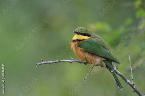 Zwergspint / Little bee-eater / Merops pusillus photo