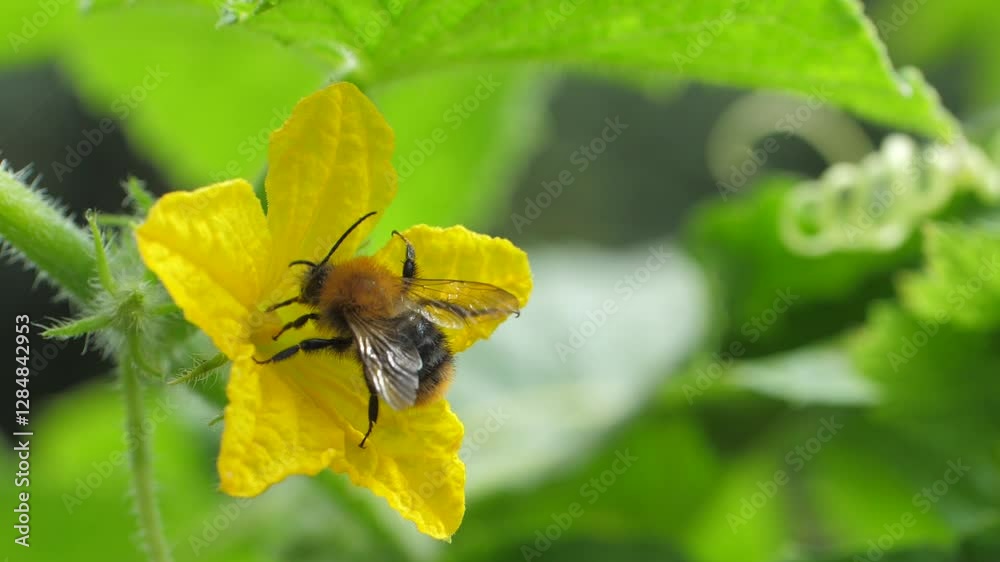On garden cucumber flower blooms, bee extracts nectar. This labour will result in honey, which is collected in hive. Green leaves in background represent fertility of nature and its rhythm in summer