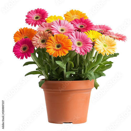 Wallpaper Mural A Vibrant Potted Gerbera Daisy Plant with Colorful Blooms Isolated on Transparent Background Torontodigital.ca