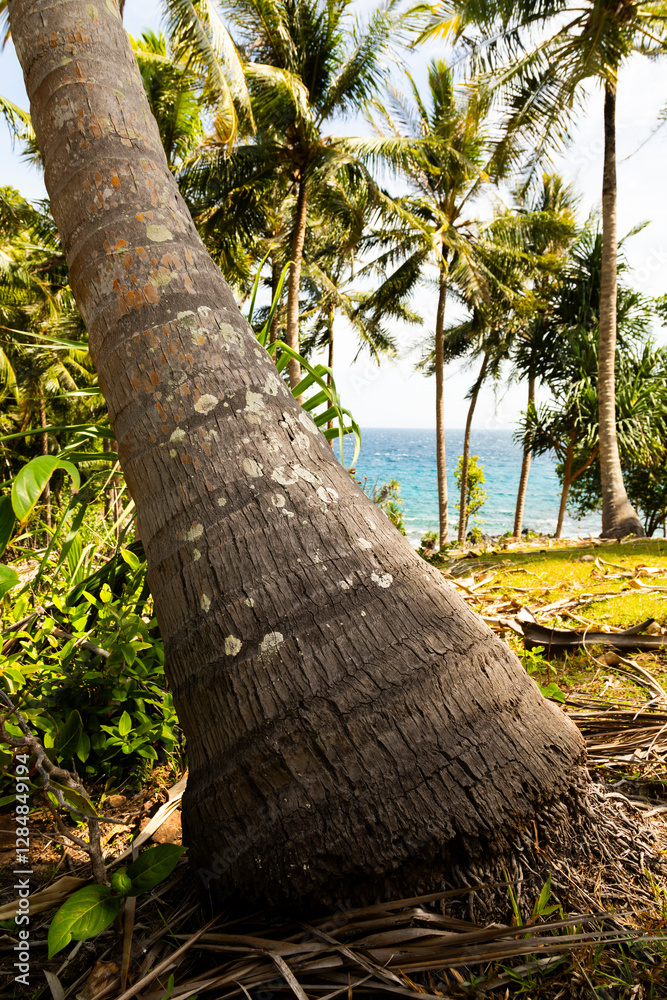 Φωτογραφία Inclined palm tree, covered with lichens, near the coast, on the island of Pulau