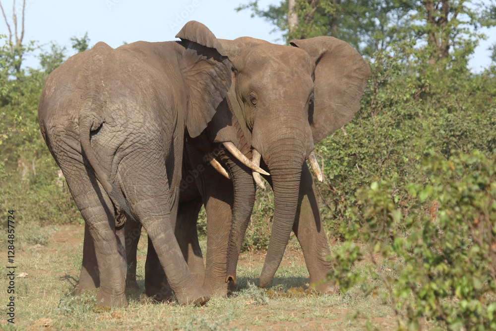 Fototapeta premium Afrikanischer Elefant / African elephant / Loxodonta africana
