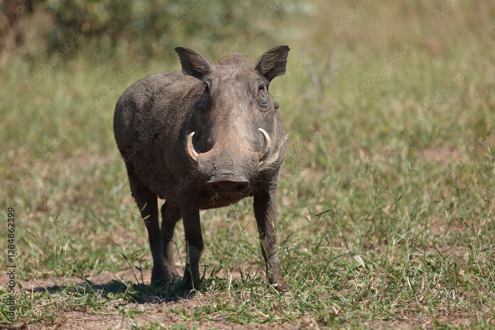 Warzenschwein / Warthog / Phacochoerus africanus.. Warzenschwein / Warthog / Phacochoerus africanus..