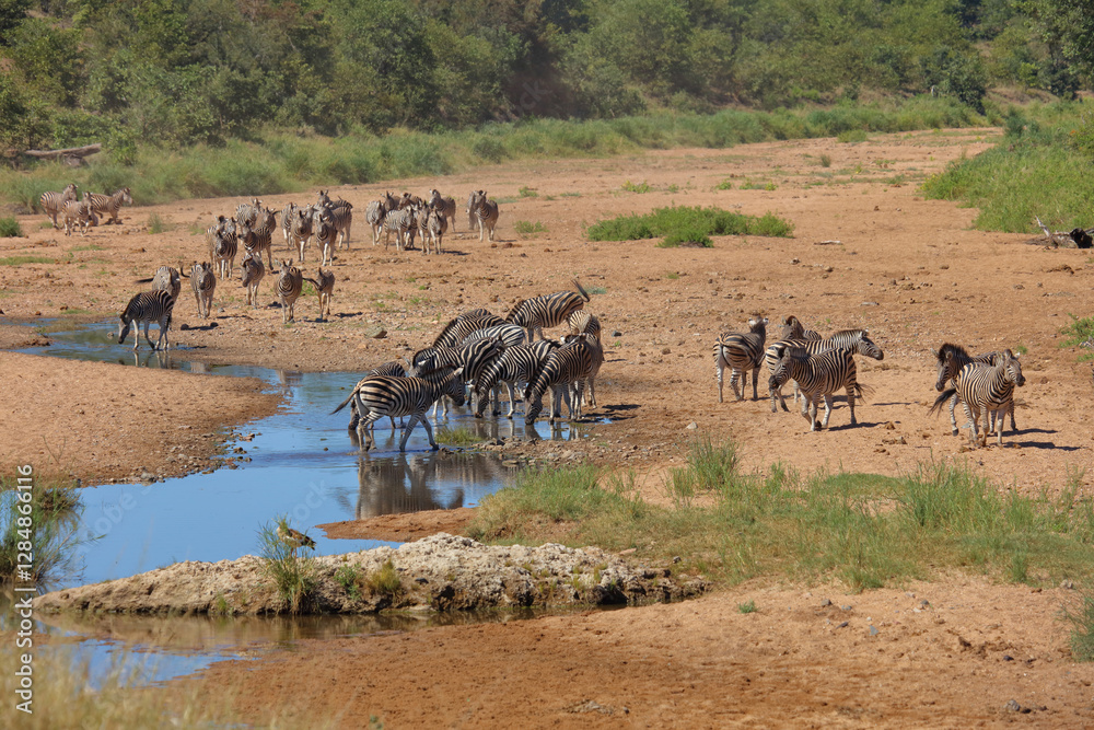 Fototapeta premium Steppenzebra im Tsendze River/ Burchell's zebra in Tsendze River / Equus quagga burchellii