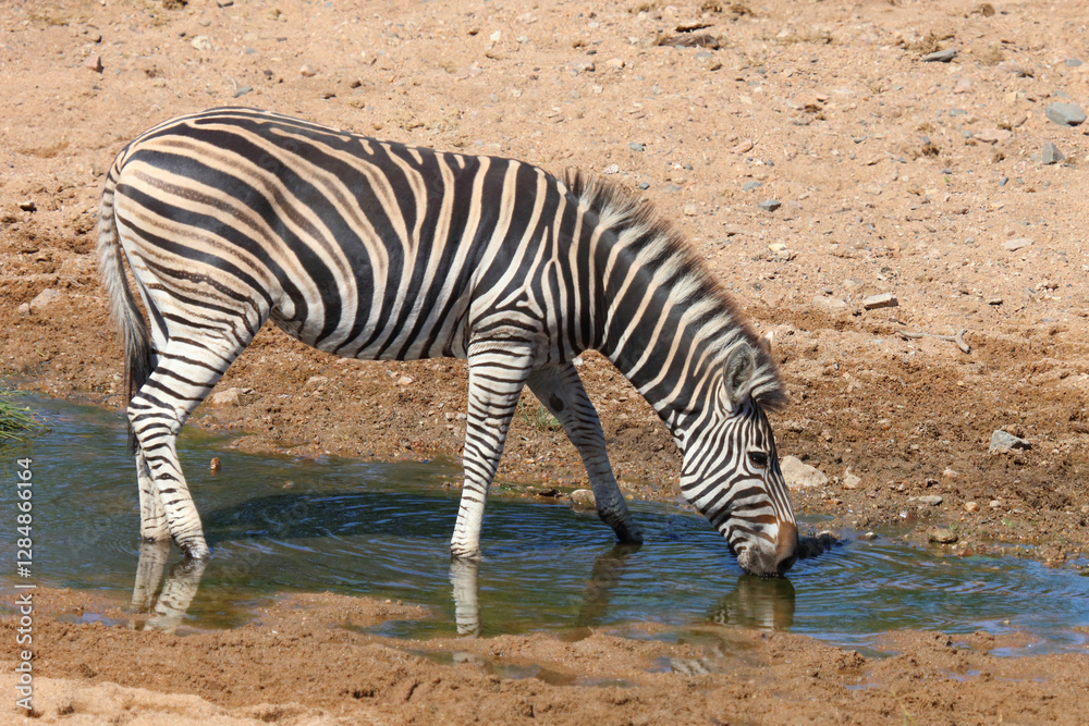 Steppenzebra / Burchell's zebra / Equus quagga burchellii Steppenzebra / Burchell's zebra / Equus quagga burchellii
