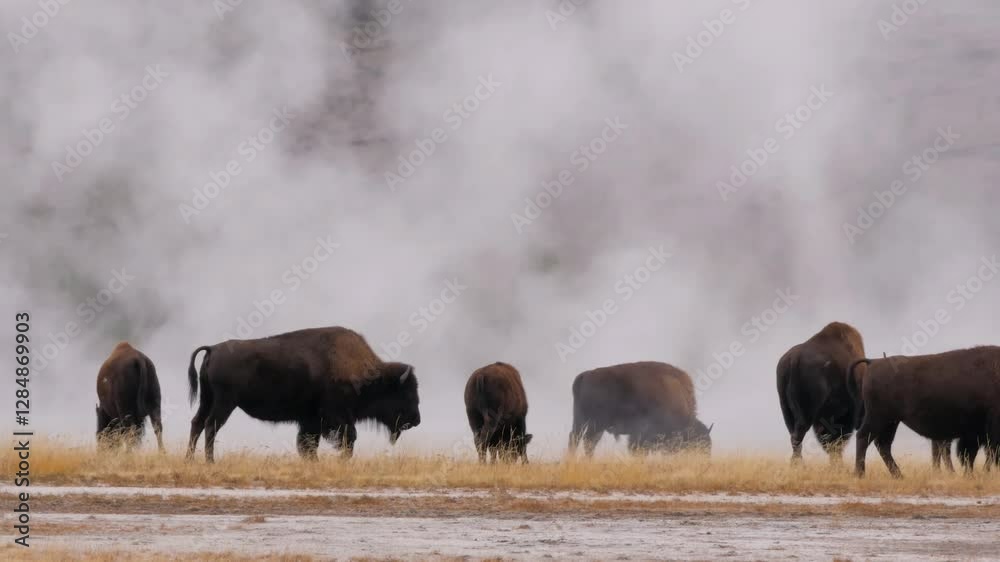 Herd or obstinacy of American Bison, or buffalo, grazing around erupting Old Faithful geyser in Yellowstone National Park, Wyoming in winter. 