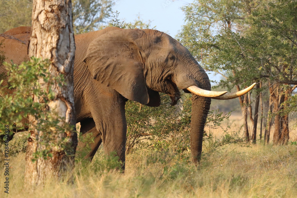 Fototapeta premium Afrikanischer Elefant / African elephant / Loxodonta africana..
