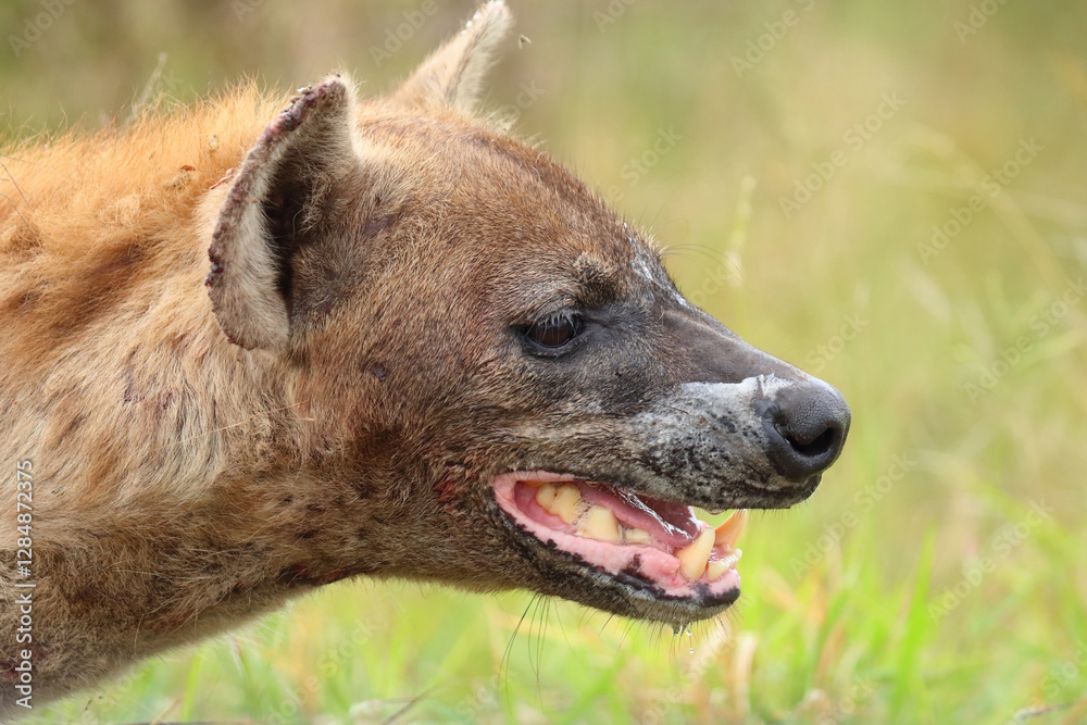 Tüpfelhyäne / Spotted hyaena / Crocuta crocuta.. Tüpfelhyäne / Spotted hyaena / Crocuta crocuta..