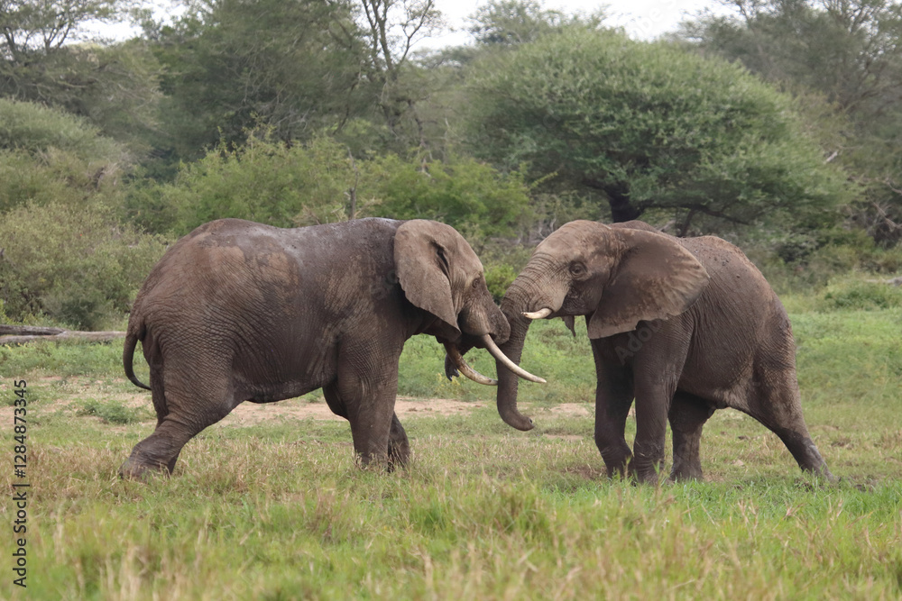 Fototapeta premium Afrikanischer Elefant / African elephant / Loxodonta africana.