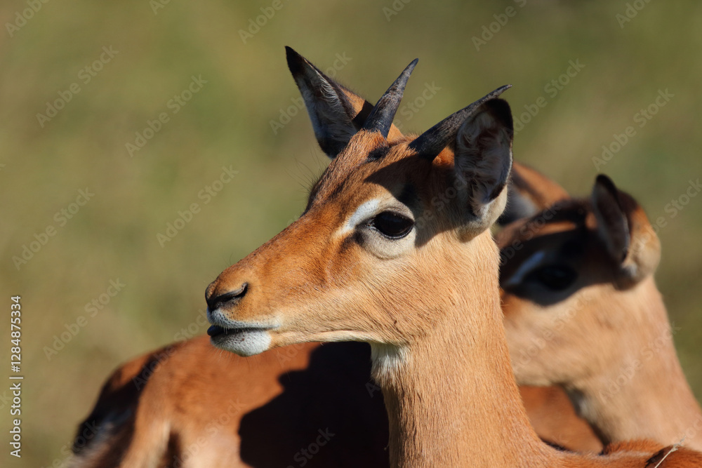 Schwarzfersenantilope / Impala / Aepyceros melampus. Schwarzfersenantilope / Impala / Aepyceros melampus.