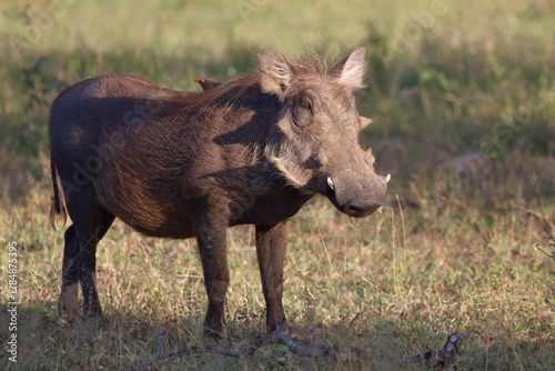 Warzenschwein und Rotschnabel-Madenhacker / Warthog and Red-billed oxpecker / Phacochoerus africanus et Buphagus erythrorhynchus photo