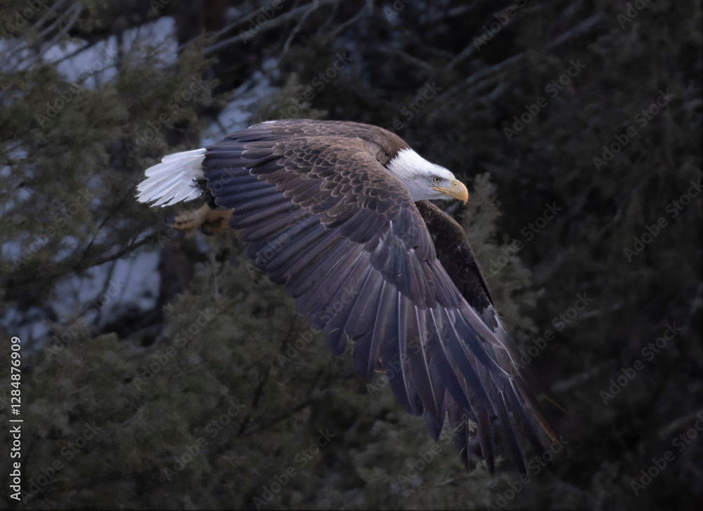 Bald Eagles in the Canyon