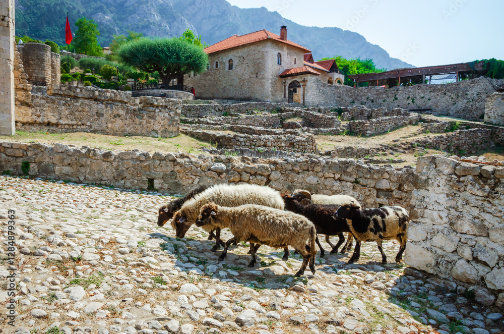 Sheep graze near ruins at yard of Kruja castle in Kruja, Albania