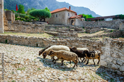Obraz na płótnie Sheep graze near ruins at yard of Kruja castle in Kruja, Albania w salonie