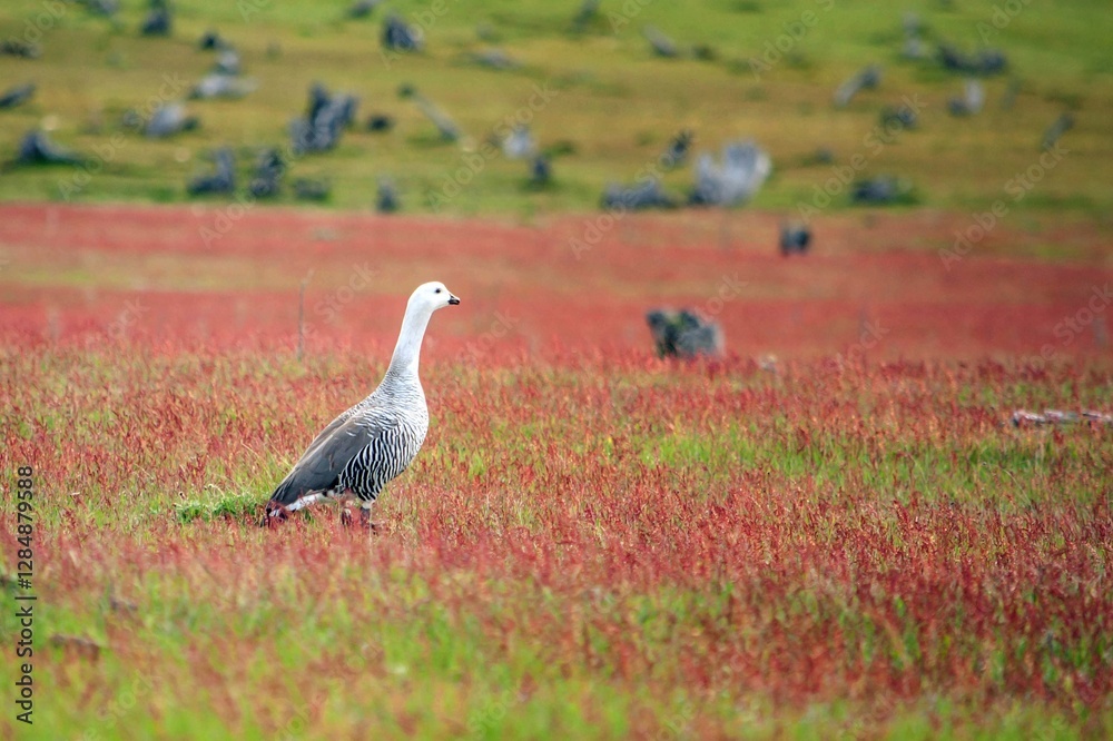 Upland goose in field