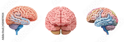 Human brain, front and side view, anatomy diagram vector illustration,人腦插圖，人腦 
