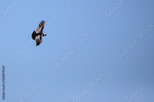 Condor in flight