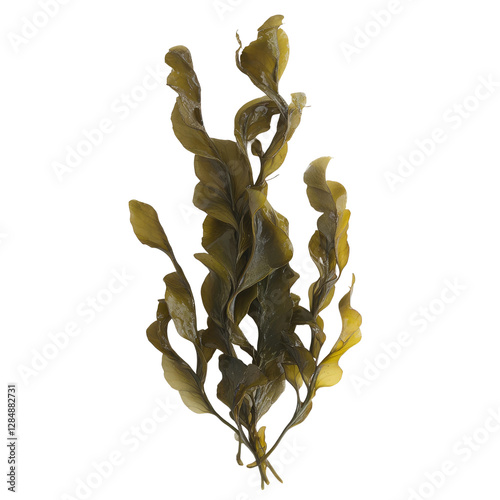 realistic photo of laminaria seaweed, isolated on transparent background