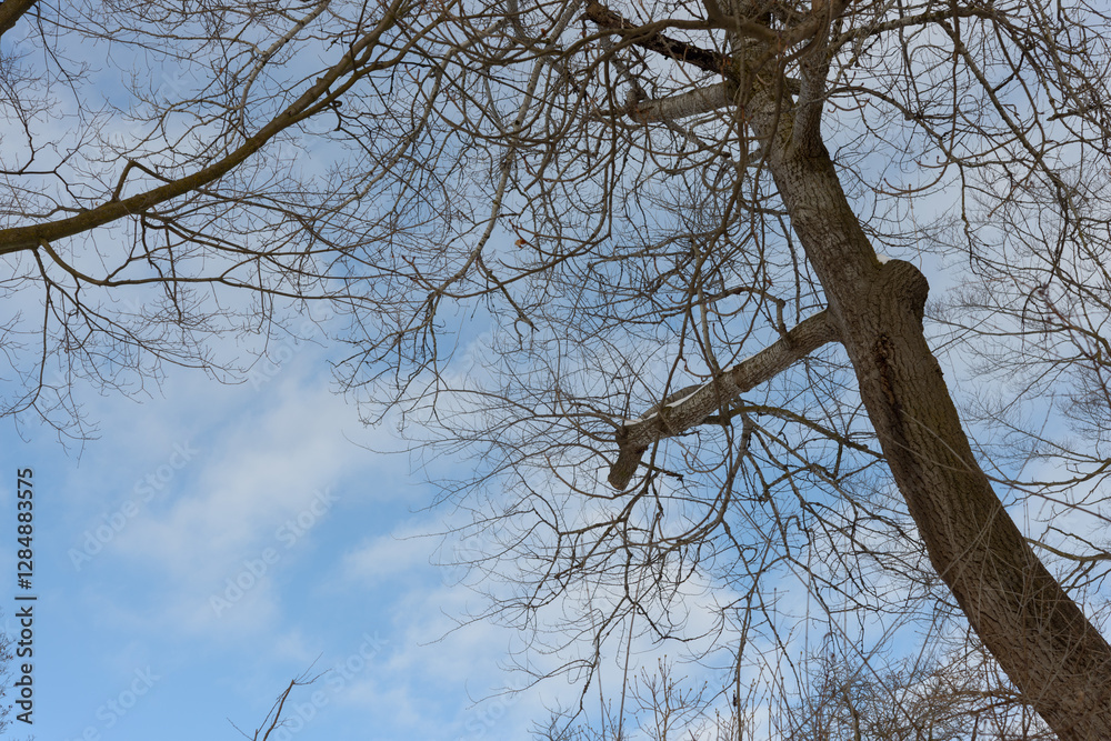 skyward view of bare tree on blue sky with feathery clouds