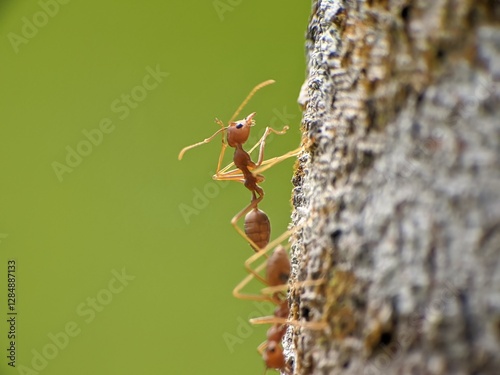 Weaver ants or Oecophylla are walking on a tree trunk photo